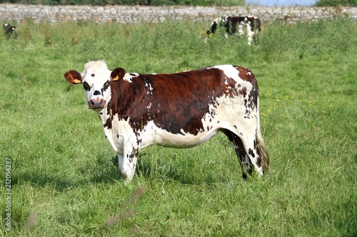 vaches normandes dans le Cotentin, Manche, Normandie photo