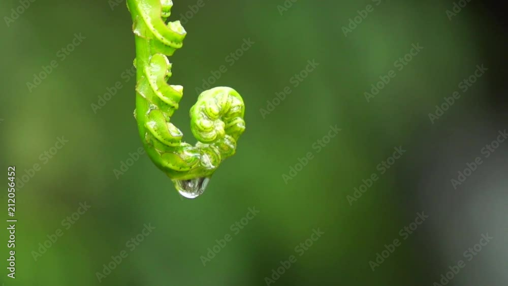 Water Droplet falling of a Koru ,New Zeland Fern, in slowmotion Water Droplet falling of a Koru ,New Zeland Fern, in slowmotion