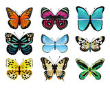 Butterflies Types Collection Vector Illustration