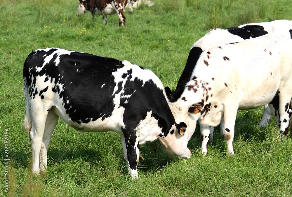 vaches normandes dans le Cotentin, Manche, Normandie