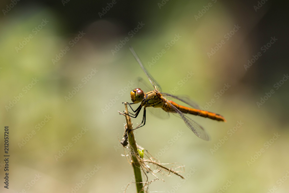 Sympetrum sanguineum/Sympetrum sanguin Sympetrum sanguineum/Sympetrum sanguin
