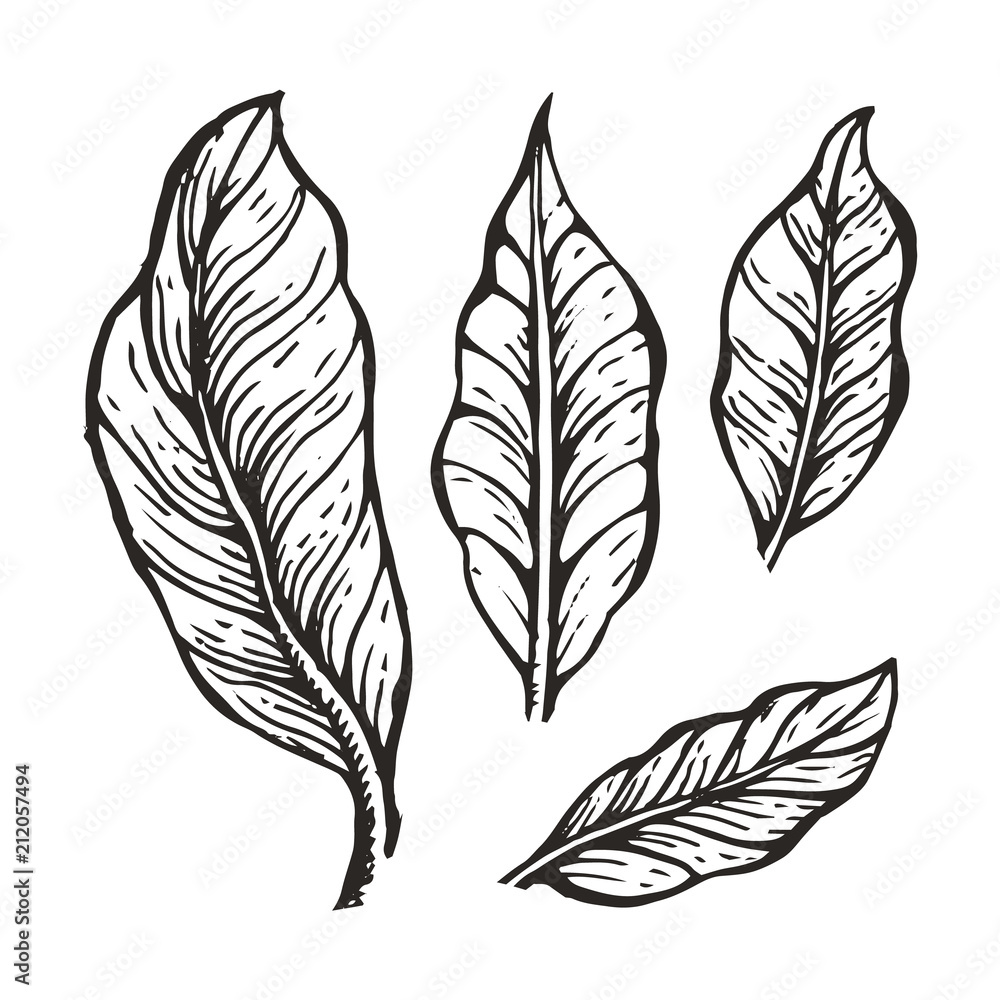 Coffee Tree Leaves Sketch Vector Illustration Coffee Tree Leaves Sketch Vector Illustration