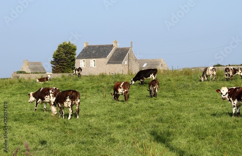 vaches normandes dans le Cotentin, Manche, Normandie photo