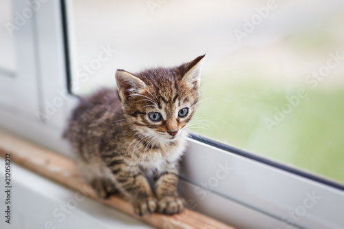 Fototapeta Naklejka Na Ścianę i Meble -  Two-color little cute kitten walking alone on windowsill