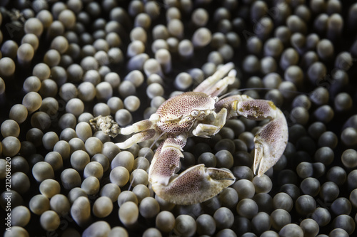 Porcelain crab in Anemone at Lembeh strait, Sulawesi, Indonesia 