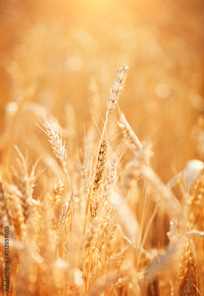 Obraz premium Wheat field. Rural Scenery under Shining Sunlight. A background of the ripening wheat. Rich harvest.
