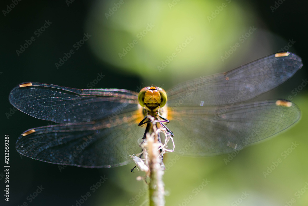 Sympetrum sanguineum – Sympétrum sanguin Sympetrum sanguineum – Sympétrum sanguin