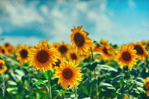 field of flowers of sunflowers