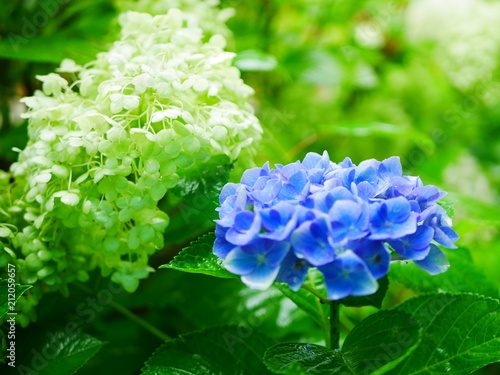 blue hydrangea flowers