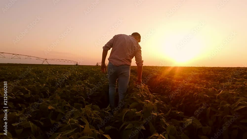 Rear view of young farmer walking in a soybean field and examining crop. Rear view of young farmer walking in a soybean field and examining crop.