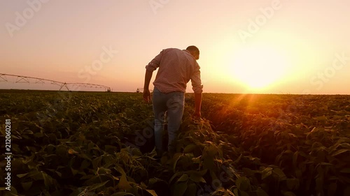 Rear view of young farmer walking in a soybean field and examining crop. photo