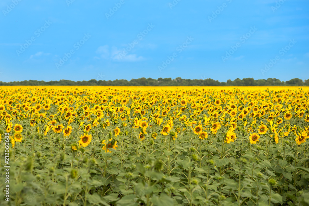 Beautiful view in the field of sunflowers in summer sunny day Beautiful view in the field of sunflowers in summer sunny day