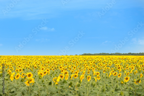Beautiful view in the field of sunflowers in summer sunny day
