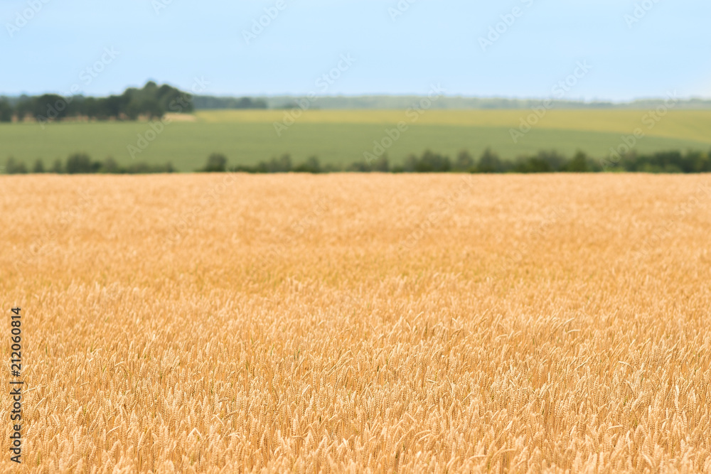 Beautiful view in the wheat field in summer sunny day Beautiful view in the wheat field in summer sunny day