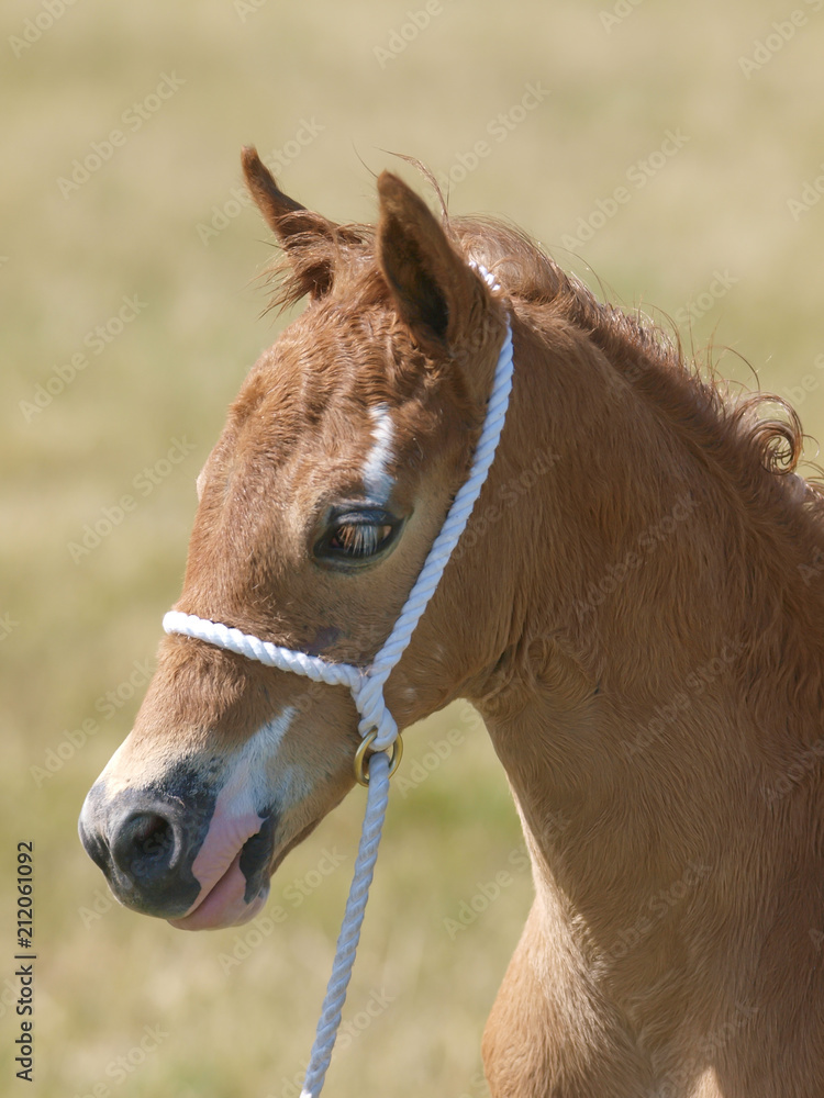 Obraz premium Pretty Foal Headshot