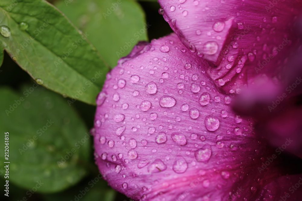 Floral natural background from pink wet peony flower petals with water drops Floral natural background from pink wet peony flower petals with water drops