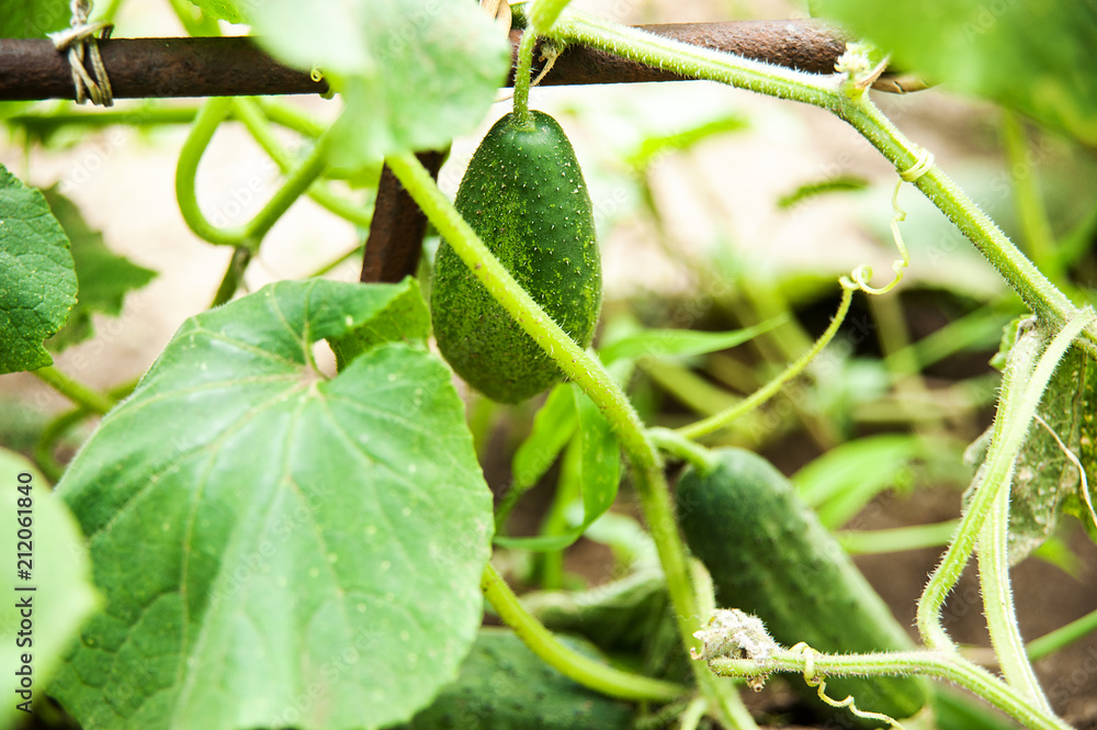 cucumbers in the garden