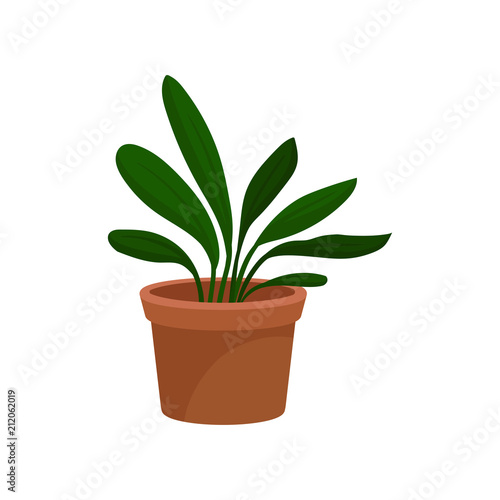Home decorative plant, houseplant for interior design vector Illustration on a white background