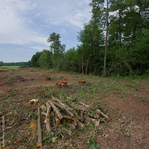 Abandoned cropped logs of alder trees are stored in a meadow.