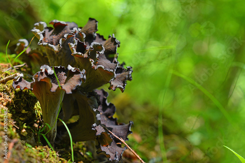Craterellus cornucopioides mushroom photo