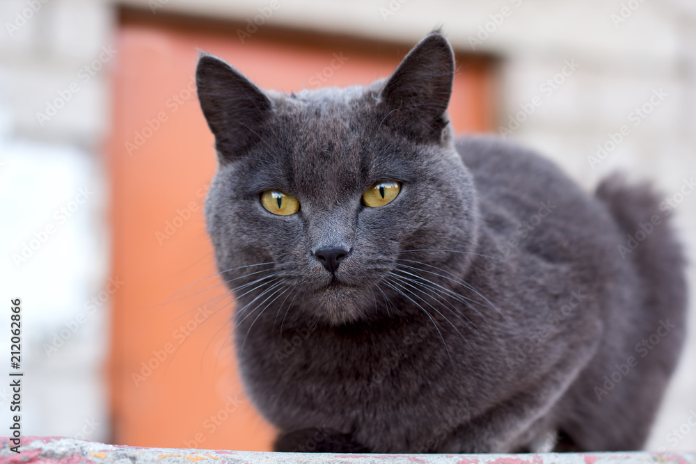 cute grey cat sitting outside in summer