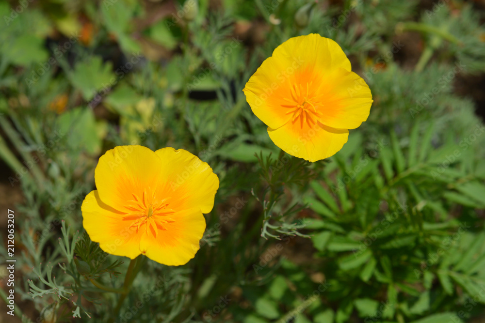 California poppy - Latin name - Eschscholzia californica California poppy - Latin name - Eschscholzia californica