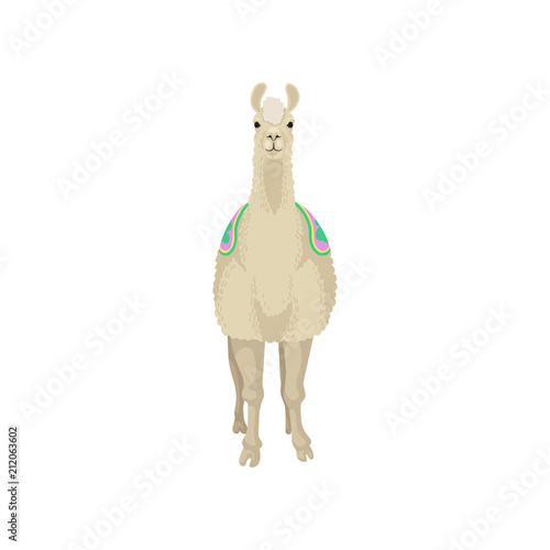 White llama alpaca animal, front view vector Illustration on a white background