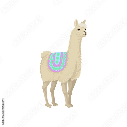 Graceful white llama alpaca animal in ornamented poncho vector Illustration on a white background