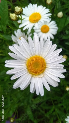 large garden camomiles