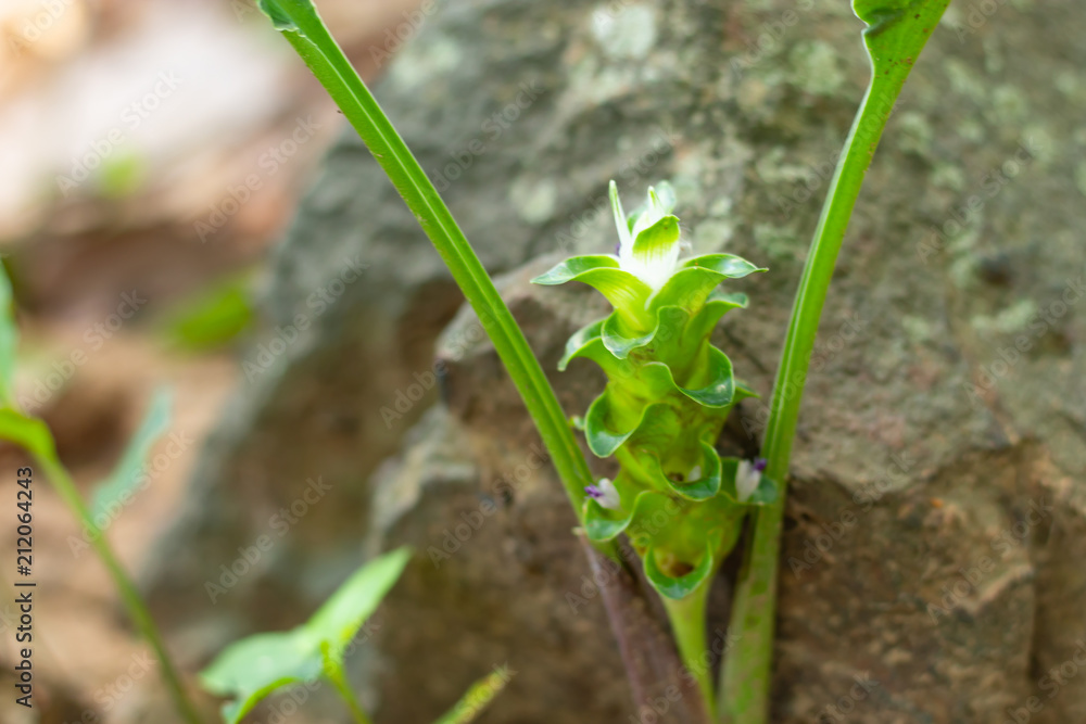 Curcuma alismatifolia On the Moutain. Curcuma alismatifolia On the Moutain.