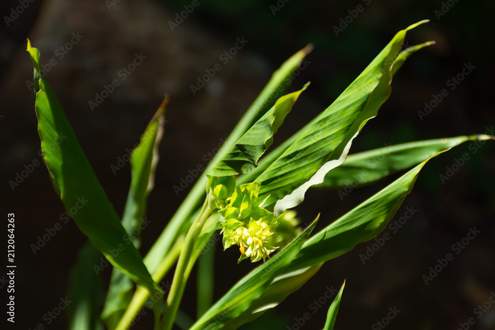 Curcuma alismatifolia On the Moutain. Curcuma alismatifolia On the Moutain.