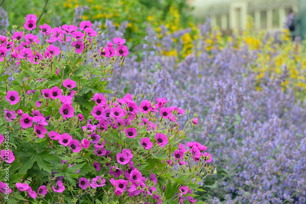 Beautiful pink petunia flowers Petunia hybrida Beautiful pink petunia flowers Petunia hybrida