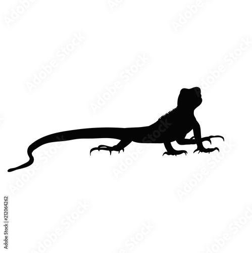 silhouette of iguana
