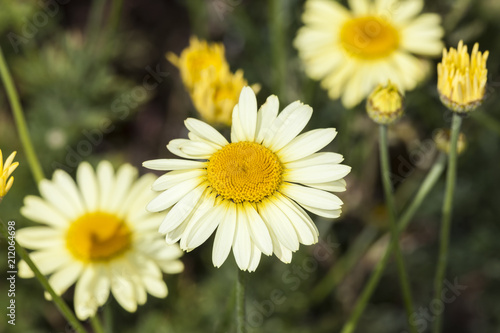 Anthemis tinctoria  E C Buxton  a lemon yellow herbaceous springtime summer flower plant commonly known as dyer s chamomile