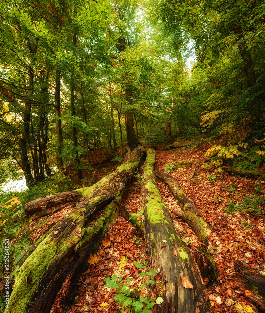 Obraz premium Beautiful autumn landscape with fallen dry red maple leaves, path through the forest and green trees