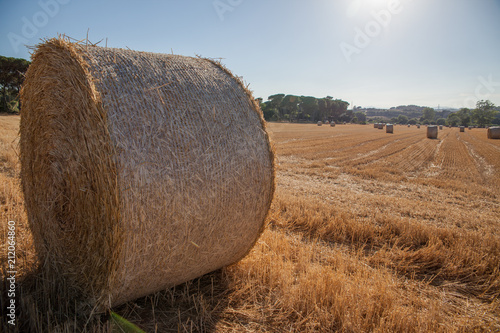 Bala de paja al sol photo