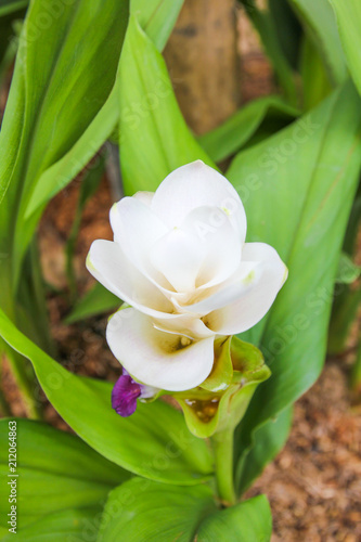 White Siam Tulip flower in Thailand.