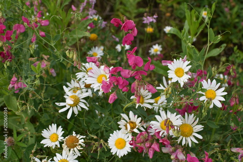 Fototapeta Naklejka Na Ścianę i Meble -  buds of bright pink field flower Peas and white daisies on soft blurred background