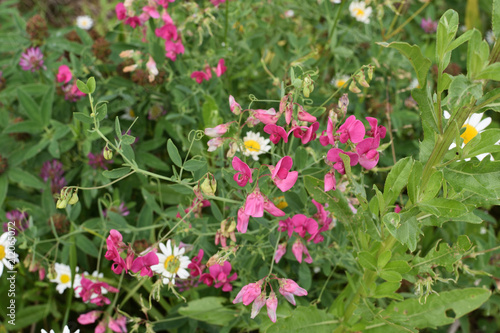 buds of bright pink field flower Peas and white daisies on soft blurred background