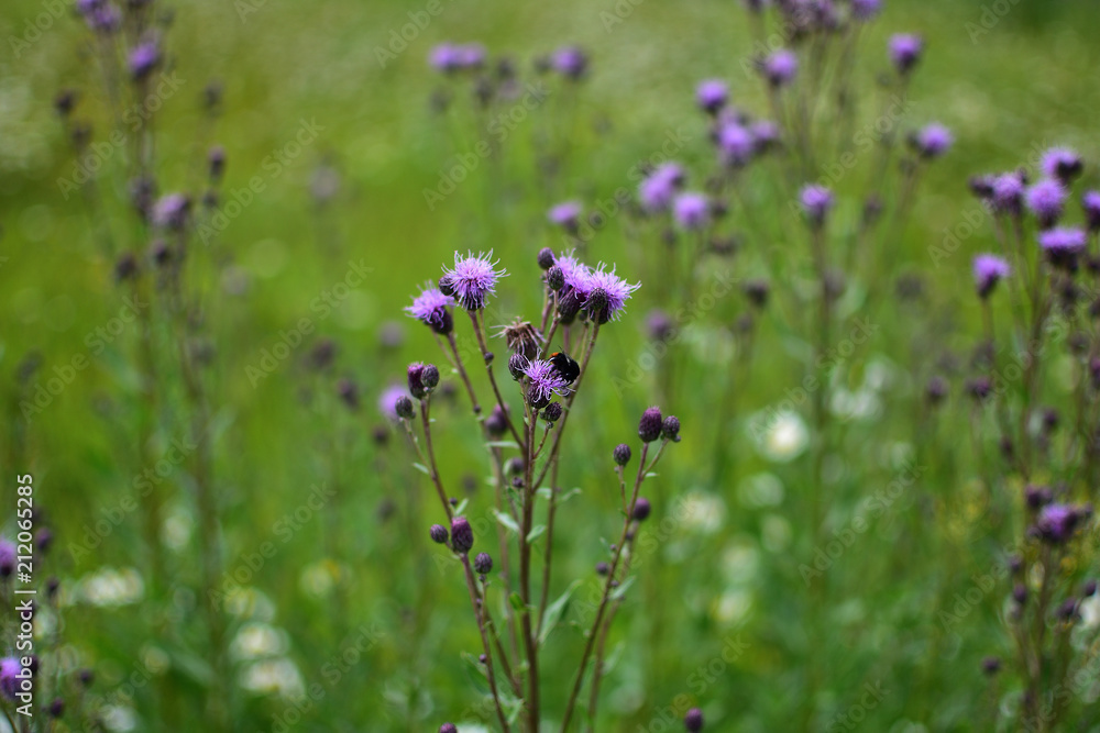 Obraz premium close-up of a lilac field flower Serratula on a soft blurred background