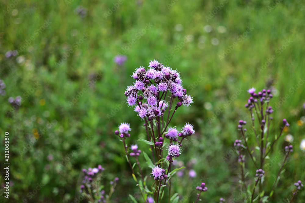 Fototapeta premium purple flowers field Serratula on soft blurred background