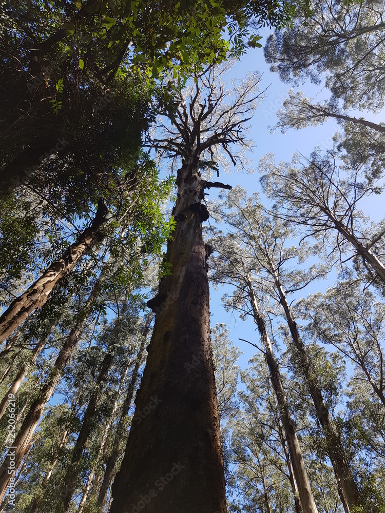 Fototapeta premium Tall tree in forest, reach for the sky, motivational