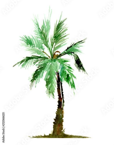 Watercolor painted palm tree © Olga