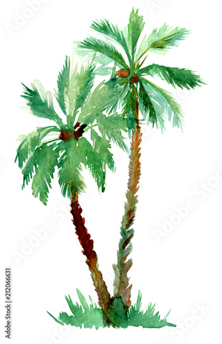 Watercolor painted palm tree © Olga