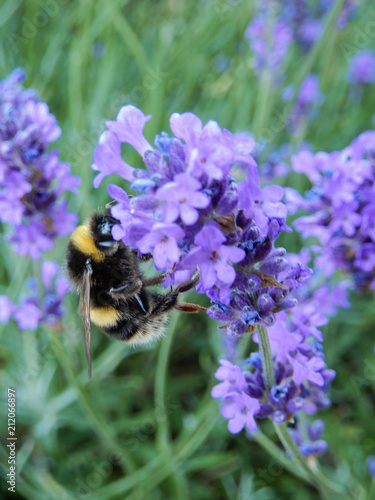 Lavender and Bee photo