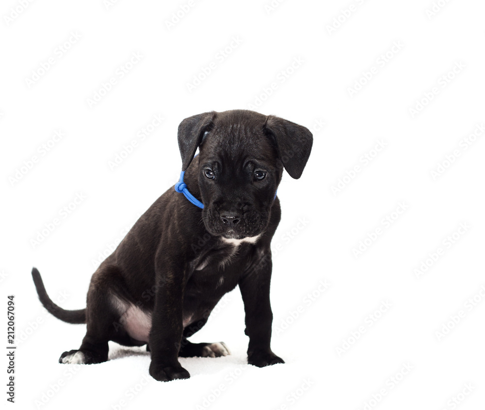 little puppy of a cane corso breed on a white background