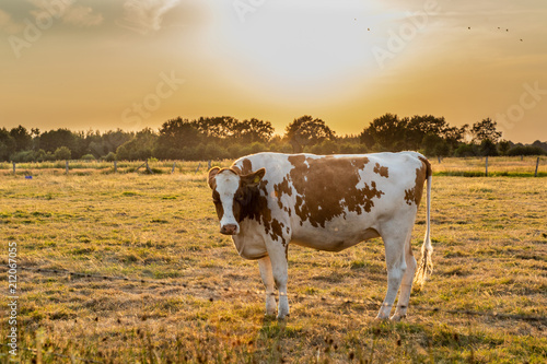 cow on a field