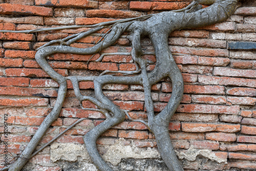Roots on a brick wall for backgrounds