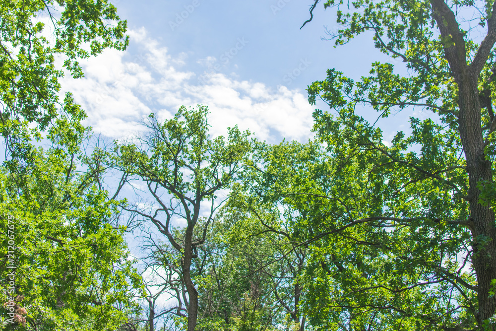 Fototapeta premium Green forest in summer.