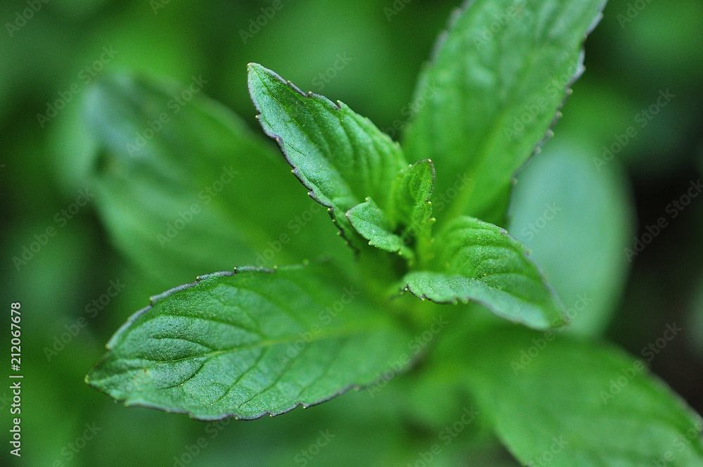 Mint leaves background. Mint leaves background.